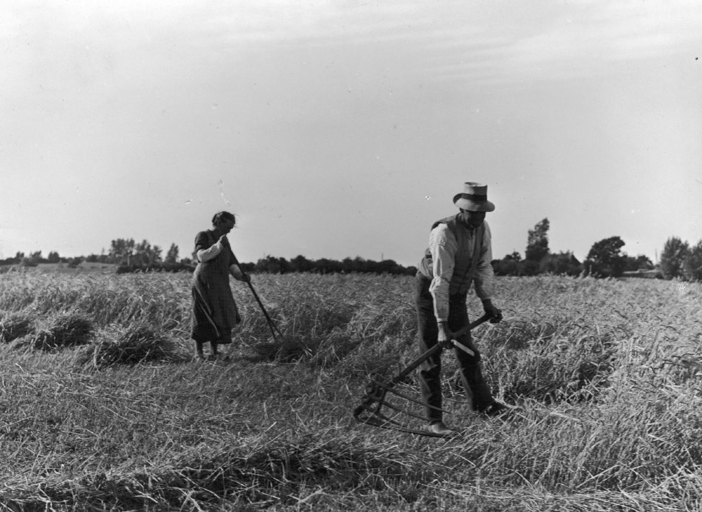 Høst i Ravnebjerg ca 1941, billedet er hentet på odensebilleder.dk